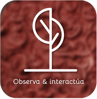 1. Observa & interactúa